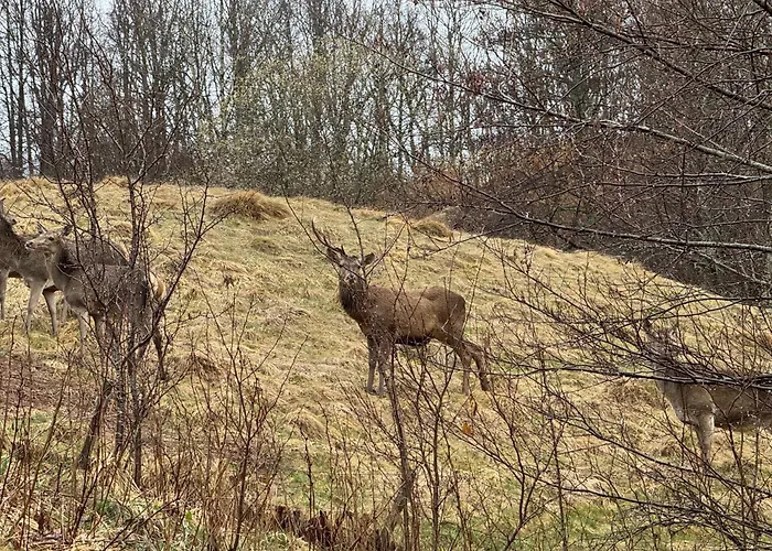 - Restaurant Le Couchetat 3*